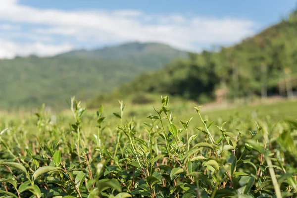 Groene thee boerderij — Stockfoto