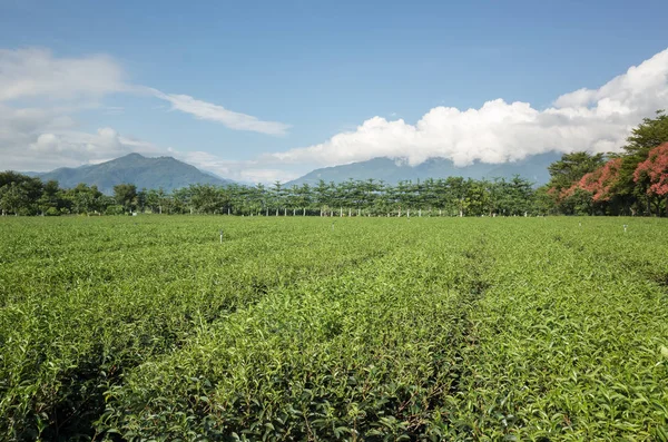 Yeşil çay çiftlik — Stok fotoğraf