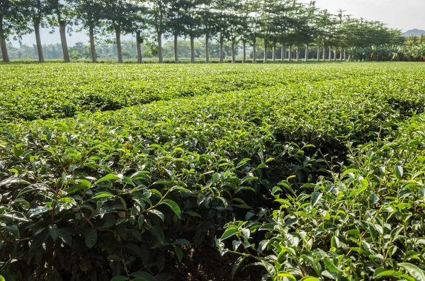 Green tea farm — Stock Photo, Image