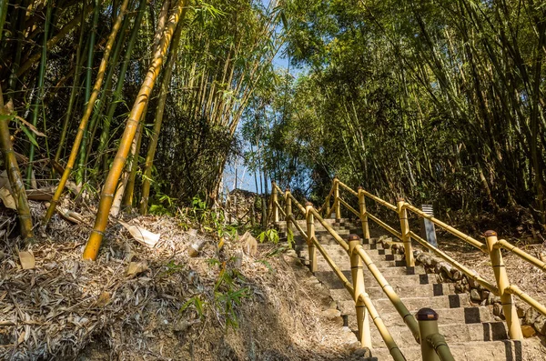 Paisaje de árbol de bambú —  Fotos de Stock