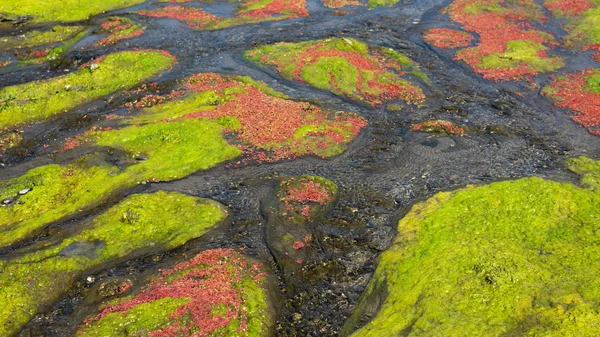 Kolorowe azolla czerwony — Zdjęcie stockowe