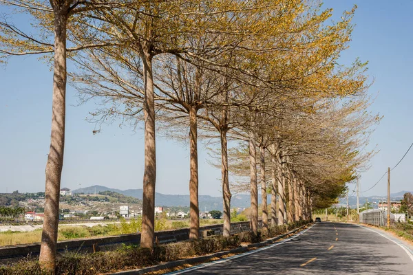 Gelber goldener Baum steht an der Straße — Stockfoto