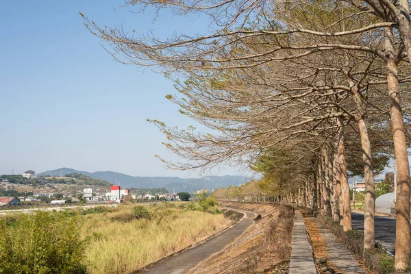 Gelber goldener Baum steht an der Straße — Stockfoto