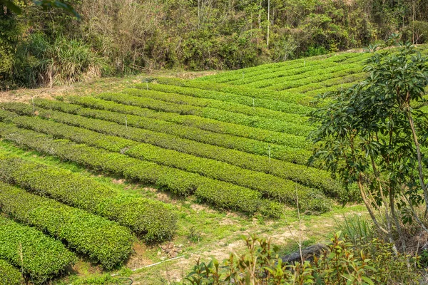 Зеленая чайная ферма в долине — стоковое фото