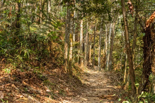 열 대 숲에서 아무도와 경로 — 스톡 사진