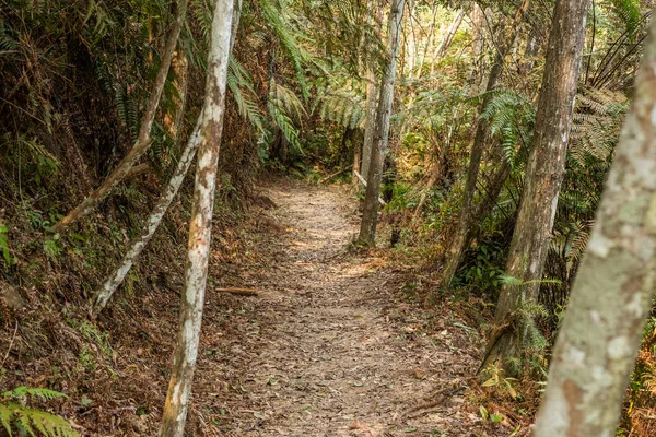 Weg mit niemandem im Tropenwald — Stockfoto