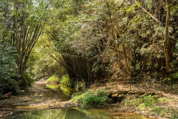 Rivière tropicale avec forêt luxuriante verte — Photo