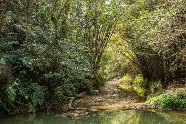 Tropikalnych rzeki z zielonym bujny las — Zdjęcie stockowe