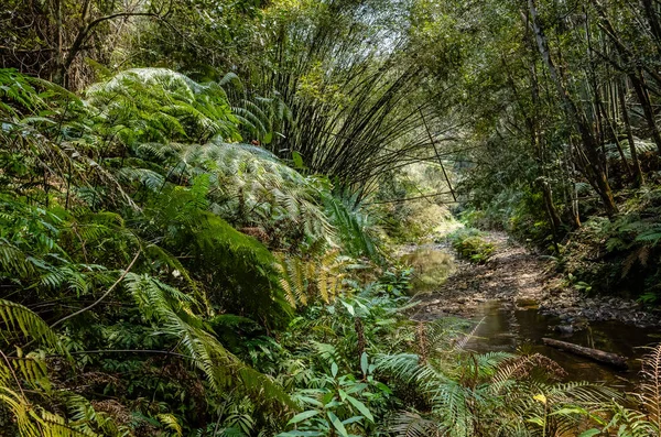 Rivière tropicale avec forêt luxuriante verte — Photo