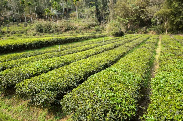 Grönt te gård i dalen — Stockfoto