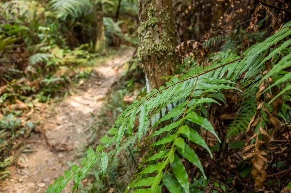 路径与没有人在热带森林 — 图库照片