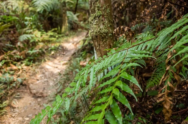 Weg mit niemandem im Tropenwald — Stockfoto