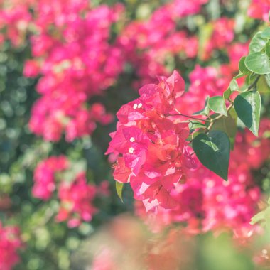 Kırmızı bougainvillea çiçek