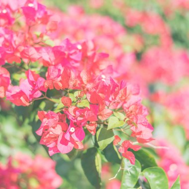 Kırmızı bougainvillea çiçek