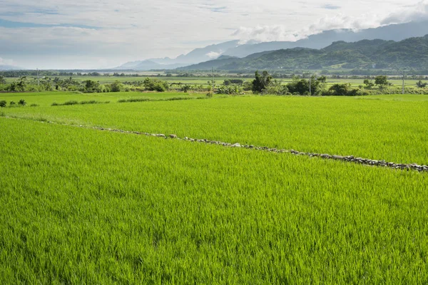 Groene paddy boerderij — Stockfoto