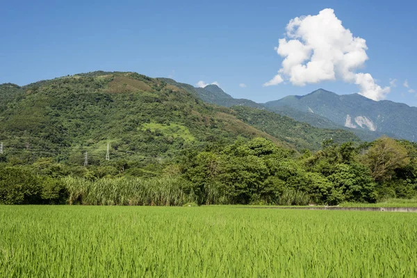 Granja de arroz verde — Foto de Stock