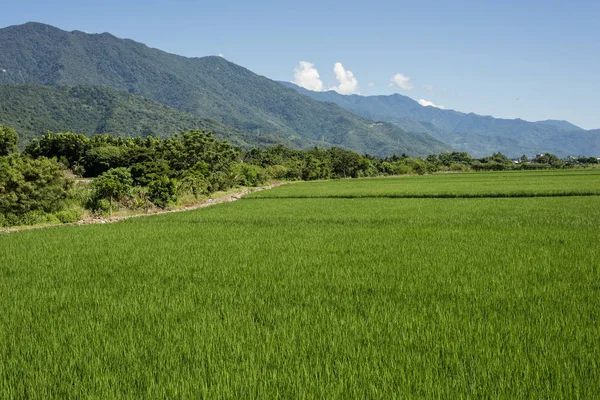 Groene paddy boerderij — Stockfoto