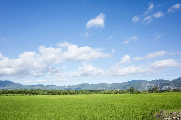 Groene paddy boerderij — Stockfoto