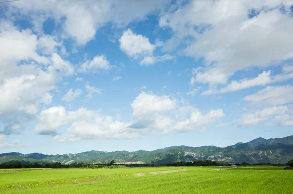 Granja de arroz verde — Foto de Stock