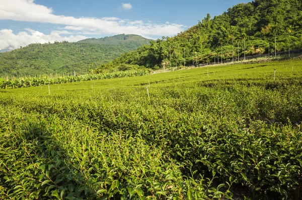 Fattoria del tè verde — Foto Stock