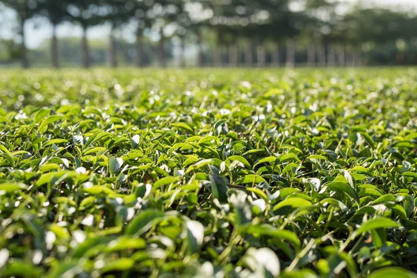 Quinta de chá verde — Fotografia de Stock