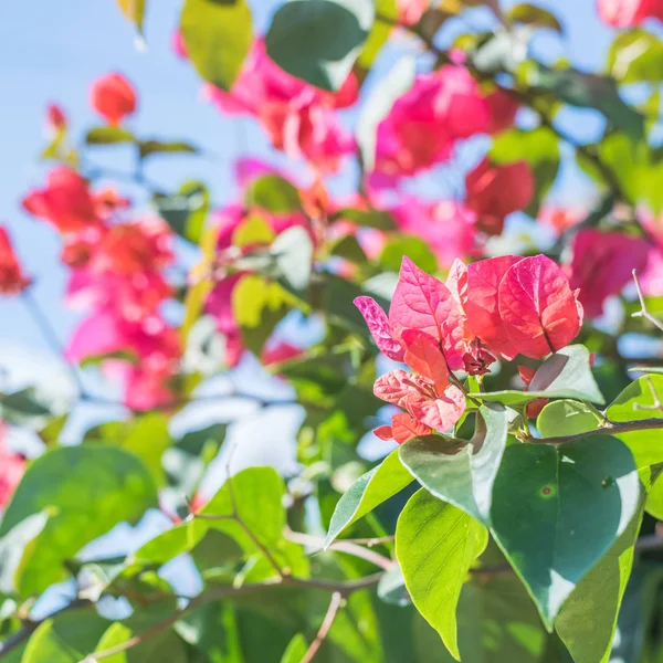 Flores vermelhas de buganvília — Fotografia de Stock