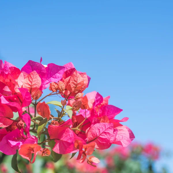 Rote Bougainvillea-Blüten — Stockfoto