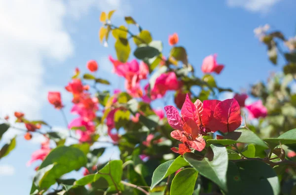 Rote Bougainvillea-Blüten — Stockfoto