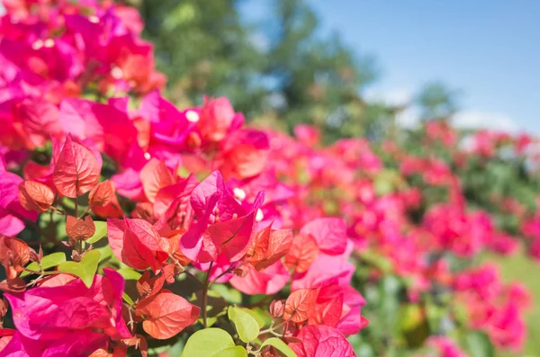 Flores vermelhas de buganvília — Fotografia de Stock