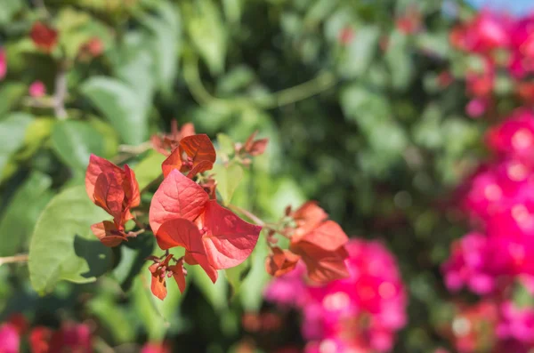 Flores vermelhas de buganvília — Fotografia de Stock