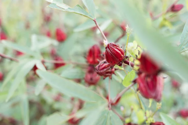 Roselle czerwone kwiaty — Zdjęcie stockowe