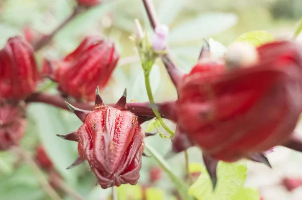 Piros Róbert virágok — Stock Fotó