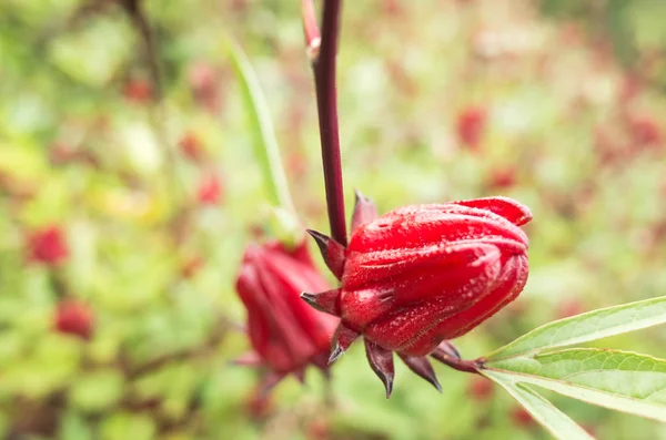 Rosela flores vermelhas — Fotografia de Stock