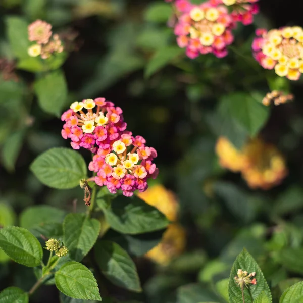 Natuur bloemen achtergrond — Stockfoto