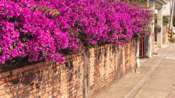 Flores de buganvilla púrpura — Foto de Stock