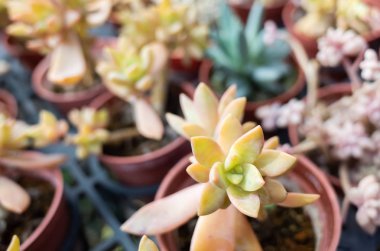 çiçek tencerede taze kaktüs