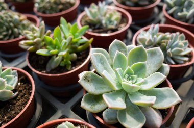 çiçek tencerede taze kaktüs