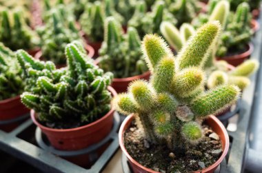 çiçek tencerede taze kaktüs