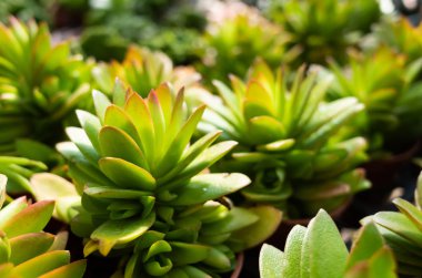 çiçek tencerede taze kaktüs