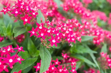 yıldız küme çiçekler