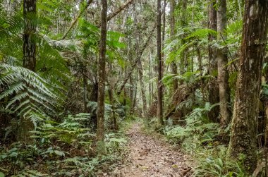 kimse tropikal orman yolu