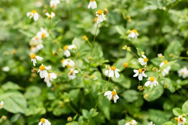 küçük beyaz çiçek arka plan peyzaj