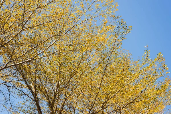 Gouden bladeren tegen de blauwe hemel — Stockfoto