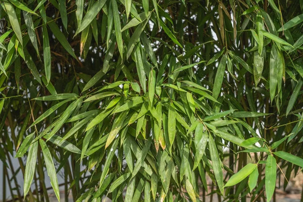 Zielony bambus w odkrytym — Zdjęcie stockowe