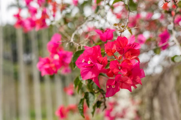 Roxo flores bougainvillea — Fotografia de Stock