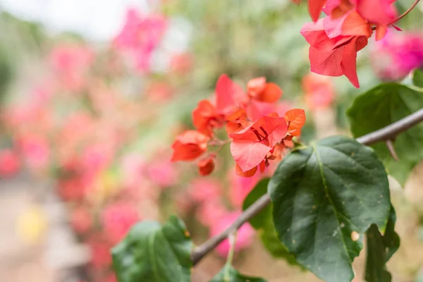 Roxo flores bougainvillea — Fotografia de Stock