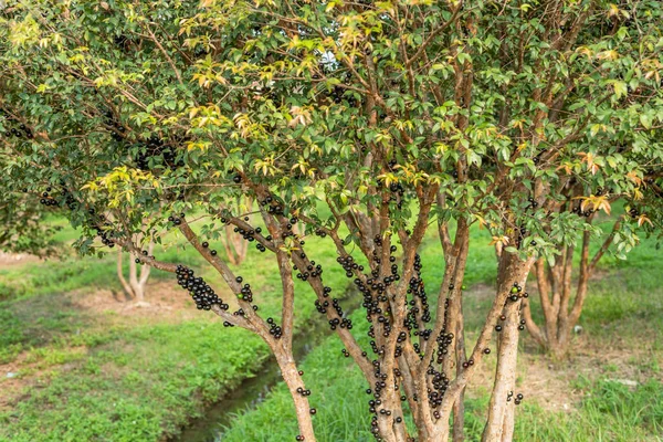 Jaboticaba boom met vruchten — Stockfoto