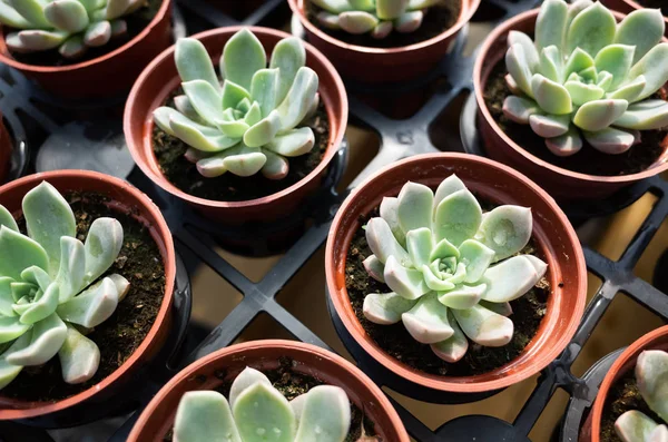 Fresh cactus in the flower pot — Stock Photo, Image