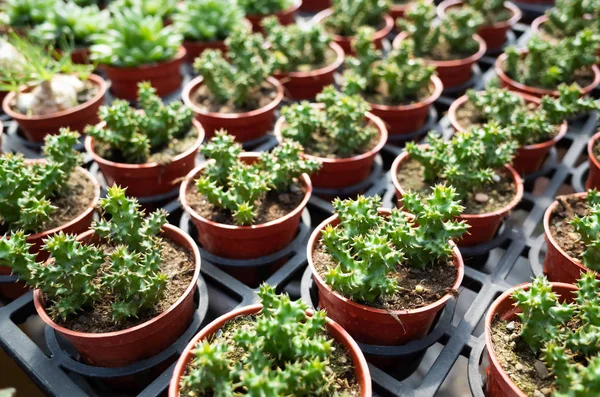 Fresh cactus in the flower pot — Stock Photo, Image