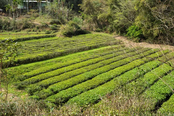 Groene thee boerderij in de vallei — Stockfoto